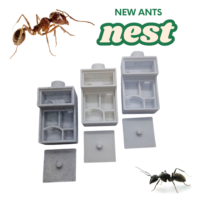 Queen Ant Nest | Founding Formicarium for Starting Colonies | Eco UK Made