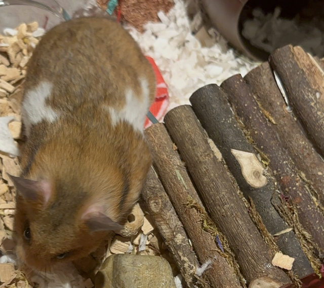 Wooden bendy bridge and moss bundle