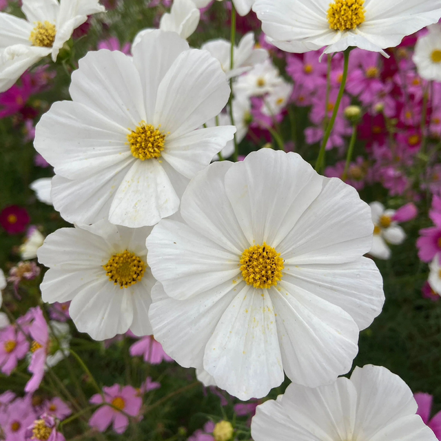 Cosmos Purity