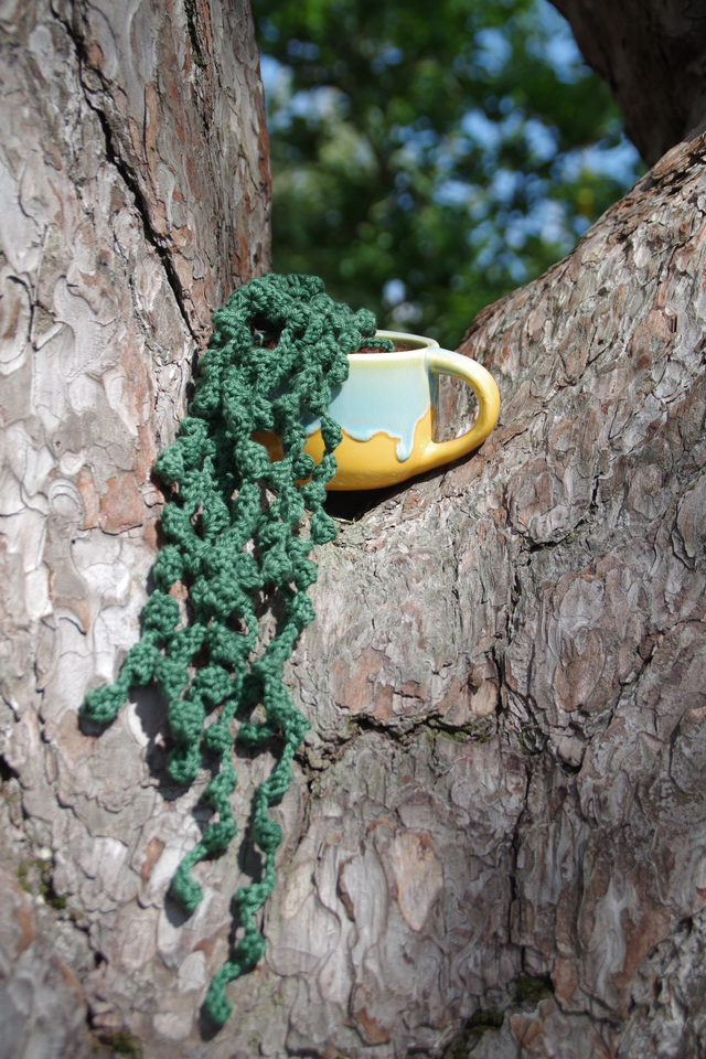 Succulente séneçon de Rowley