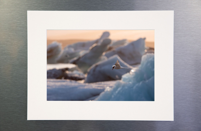 Photo de sterne dans les icebergs avec passe-partout