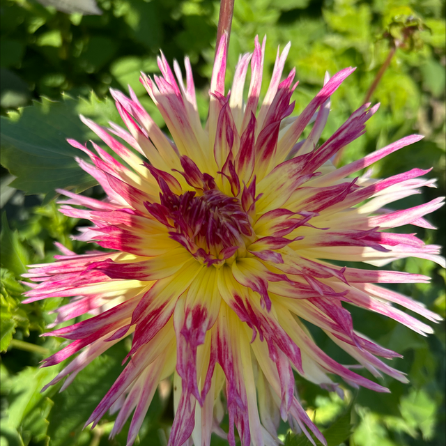 Lindsay Michelle 301