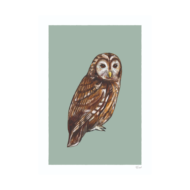 Tawny Owl