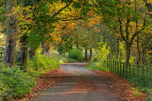 "Autumn in the Ewden Valley" Print   