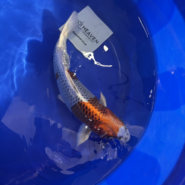 Maursei Koi Farm       37cm Nisai         Kujaku