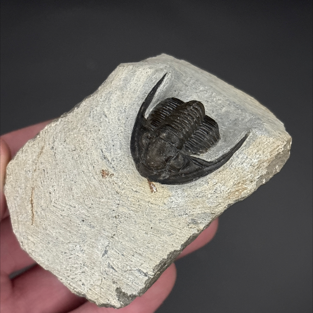 Cornuproetus Trilobite 