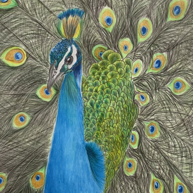 Peacock 