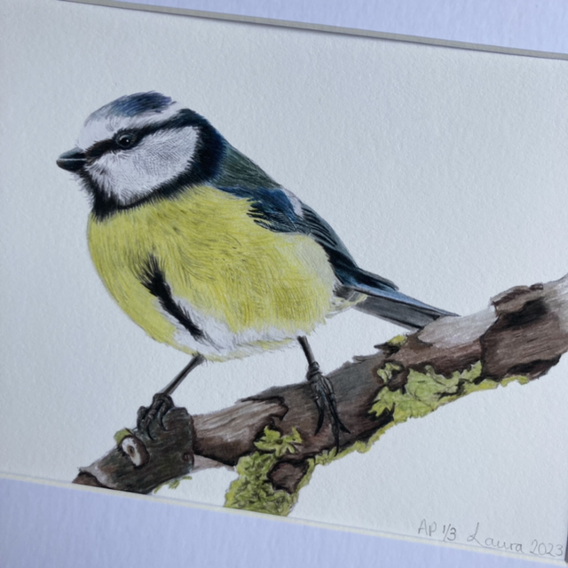 Blue Tit Fine Art Print