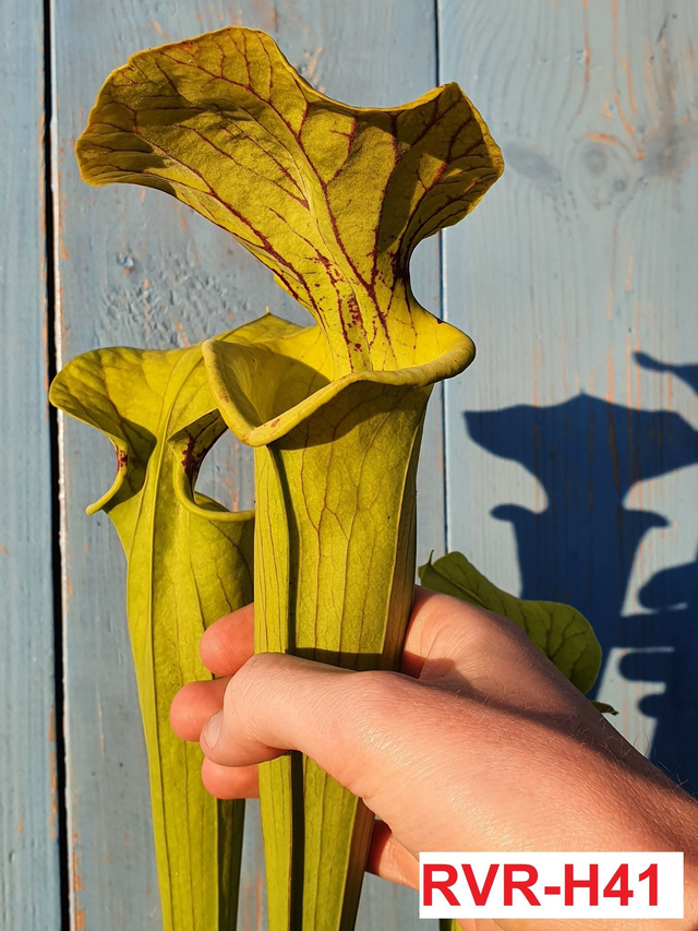 S. Flava maxima x OP, Tall sturdy green pitchers, vigorous grower