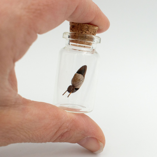 Micro Snail in a Bottle