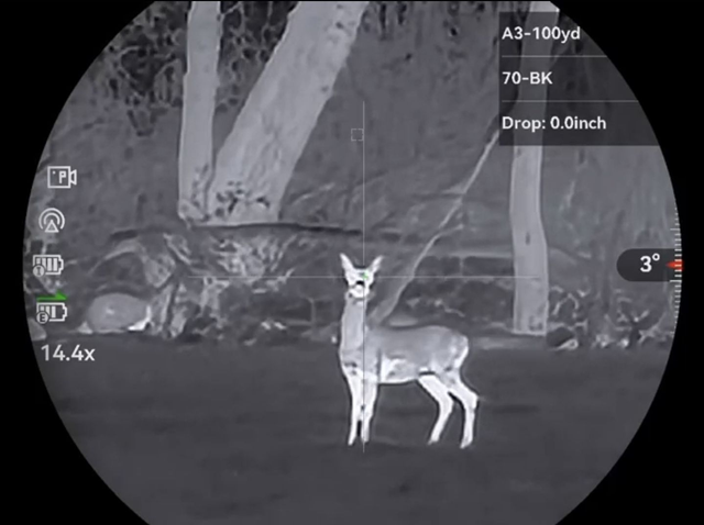 Wildlife Control - Deer