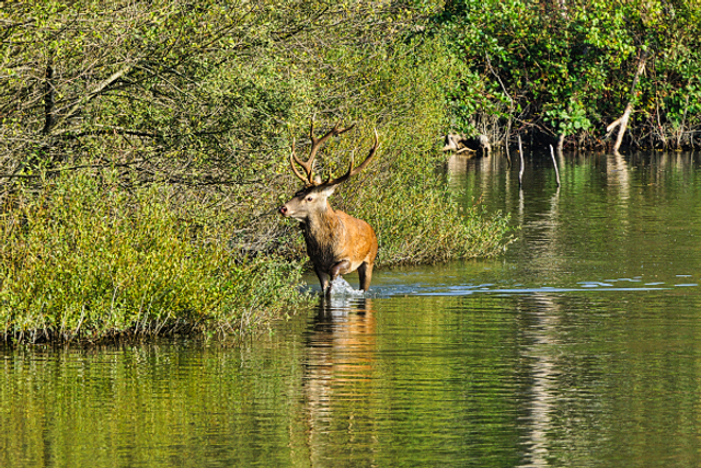 Cerf