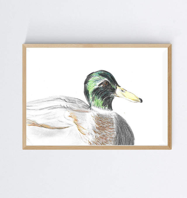 Colvert, anas platyrhynchos