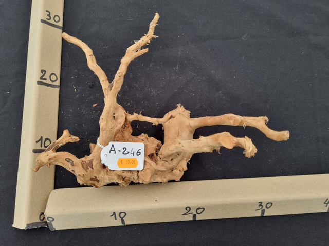 Racine araignée A-246