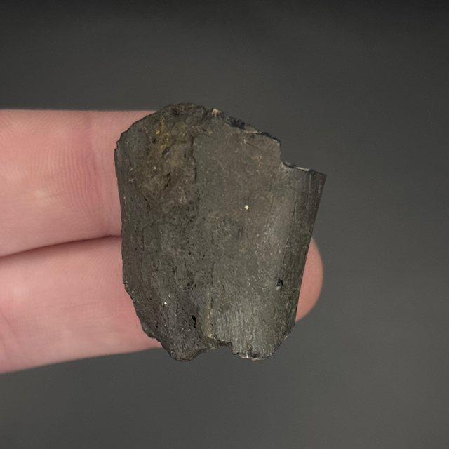 Neovenator Tooth Fragment 