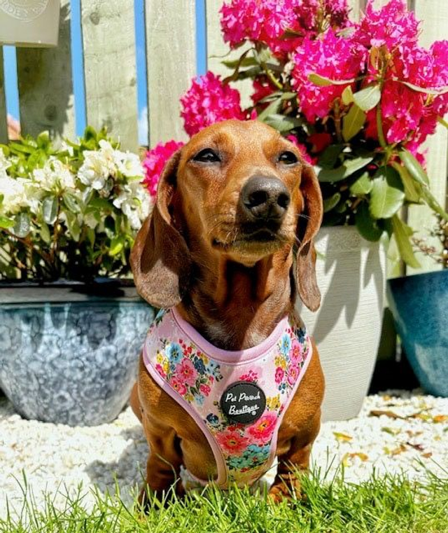 Pet Pooch Boutique Harness - Cottage Floral