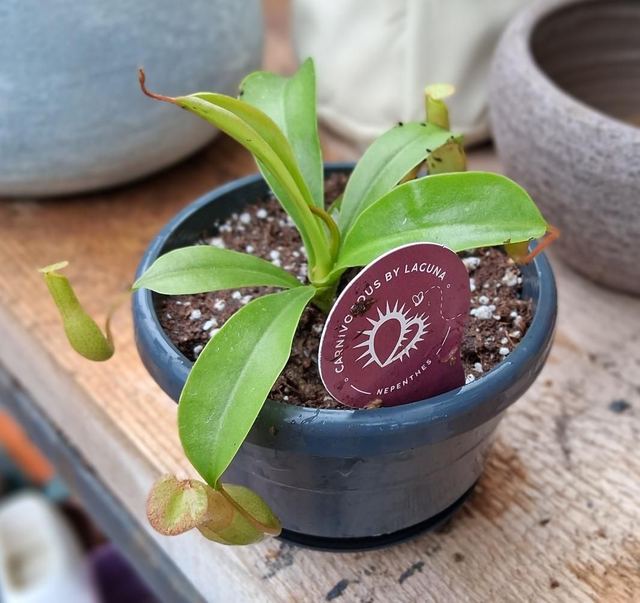 G14 . Baby Nepenthes in ciotola 10