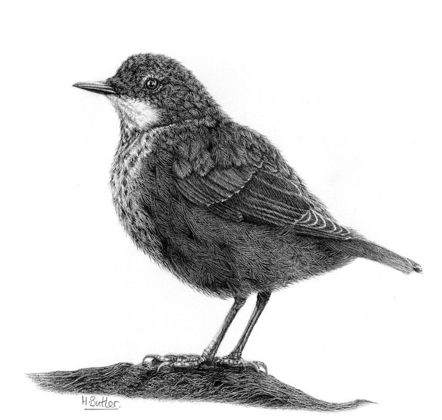 'Juvenile Dipper.' Original framed graphite pencil drawing.