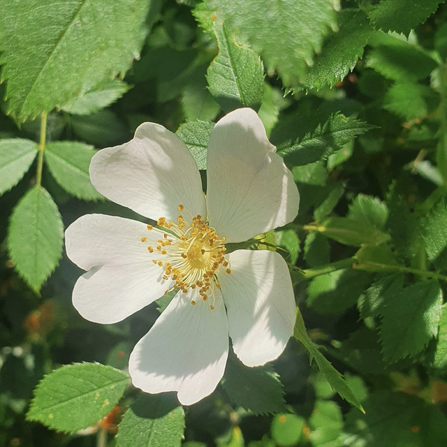 Eglantier (Rosa canina )