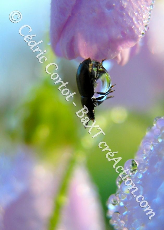 2 - Carte postale - Le petit monde du Vivant (Ref IMG_2762)