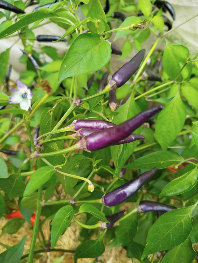 Piment Mauve de Cayenne