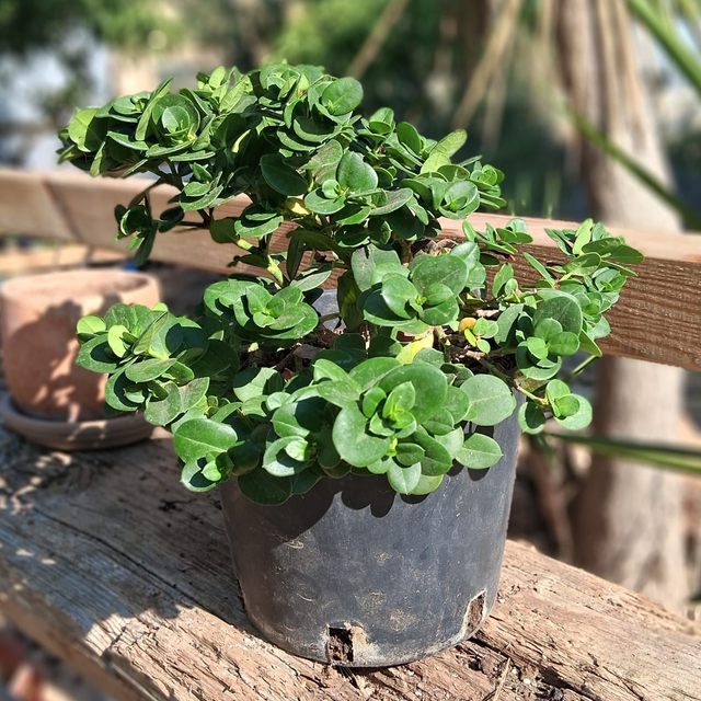 A33 . Carissa macrocarpa in vaso 18