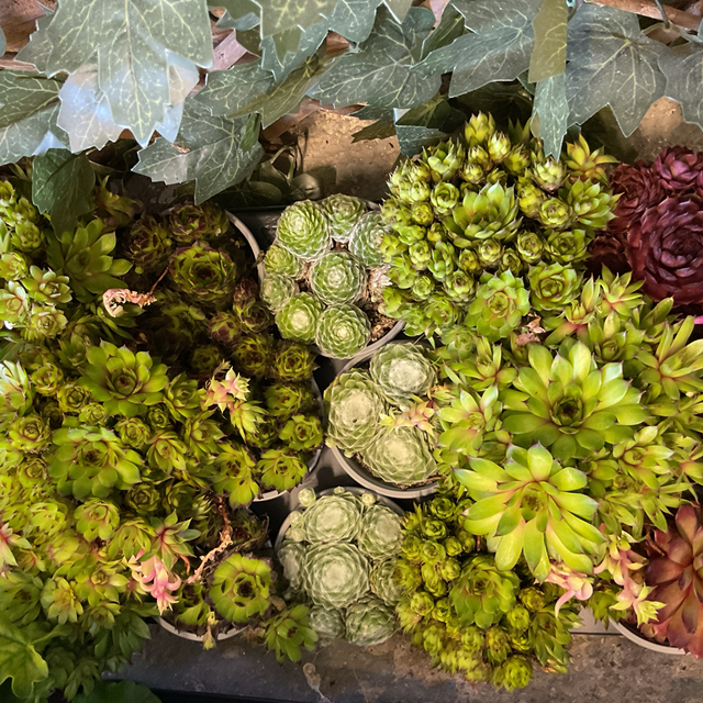 Sempervivum