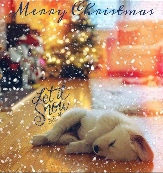 Let it Snow Dog Christmas Card 