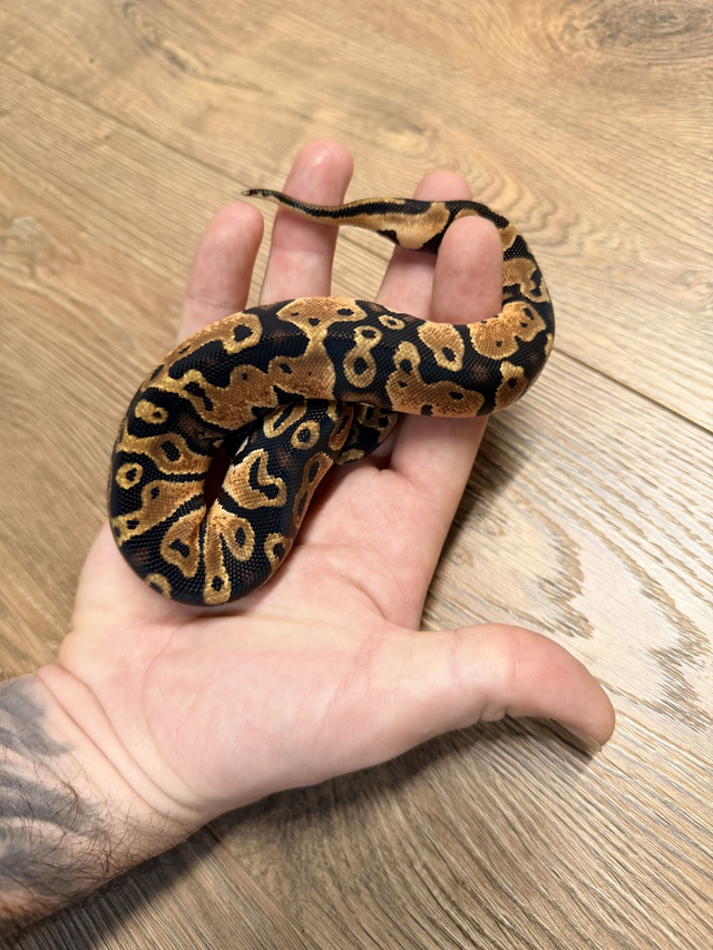 CB26 Pastel Double Het Clown Pied Female