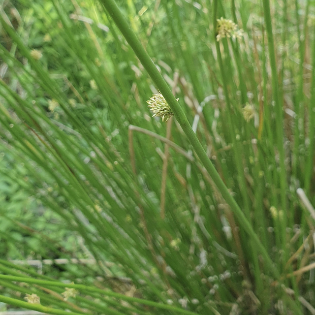 Jonc épars (Juncus effusus )