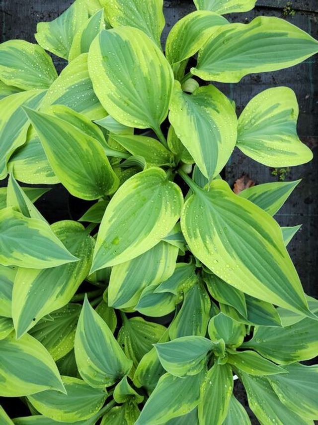 Hosta &#039;Lakeside Dragonfly&#039; 2 litre