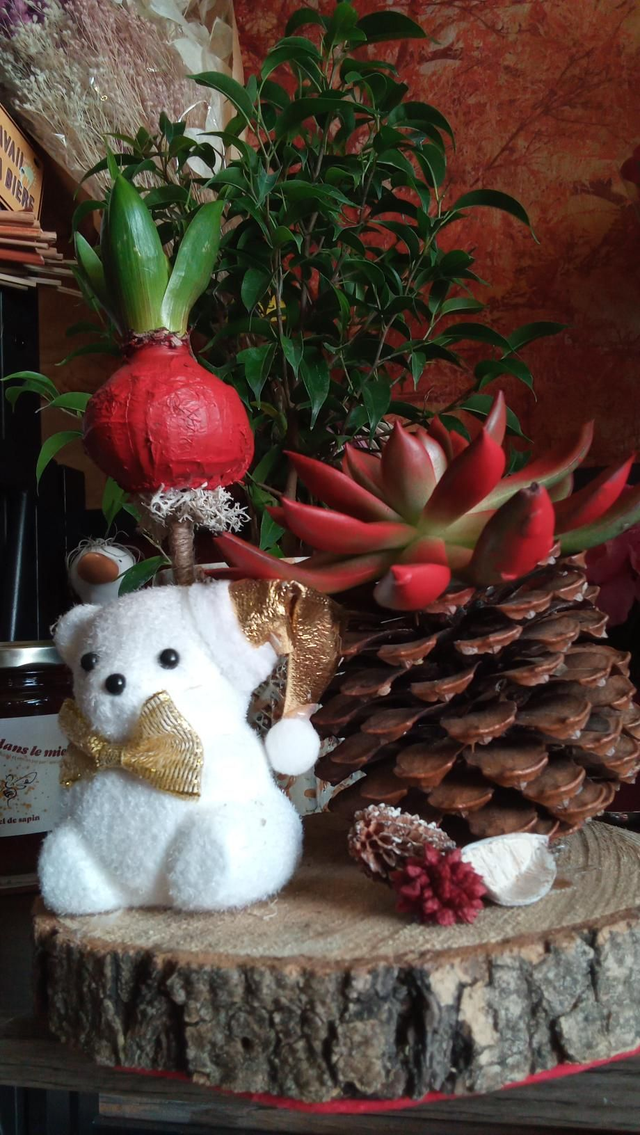 Echeveria jacinthe ours blanc