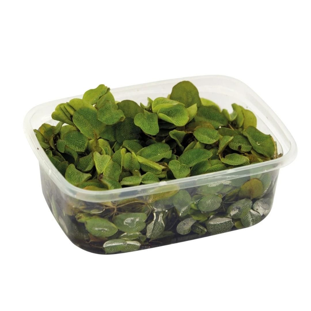 Salvinia Natans in bakje 200cc 6090947535585
