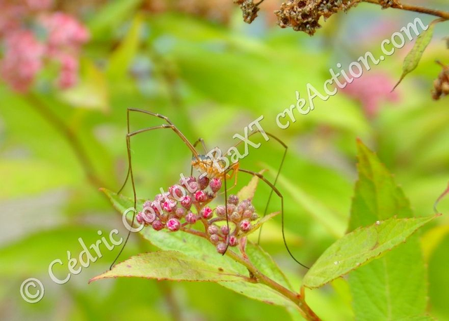 2 - Carte postale - Le petit monde du Vivant (Ref 100_3574)