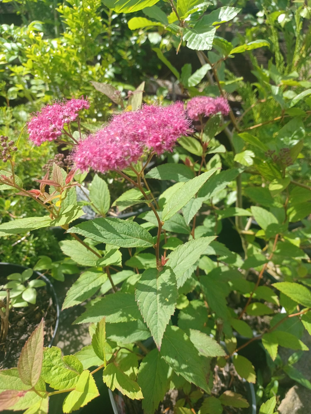 Spirea