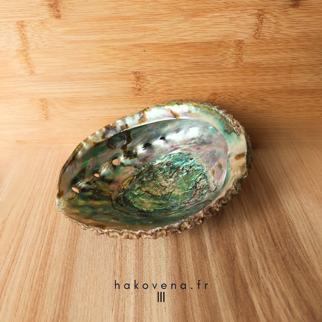 Coquille d’Abalone ou d’Ormeau - OP0023