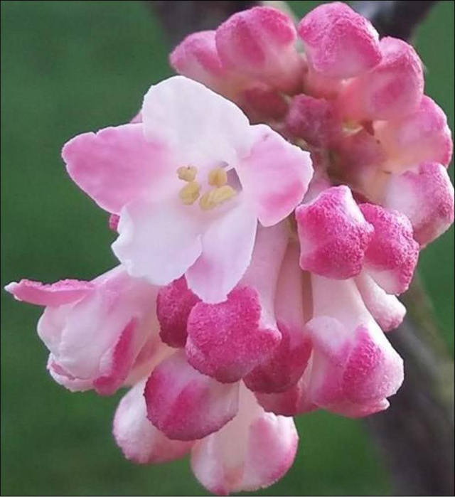 viburnum bodnantense dawn - 1ltr pot