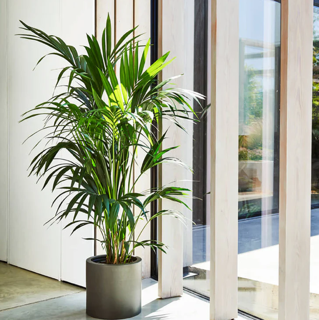 Howea Forstrina - Kentia
