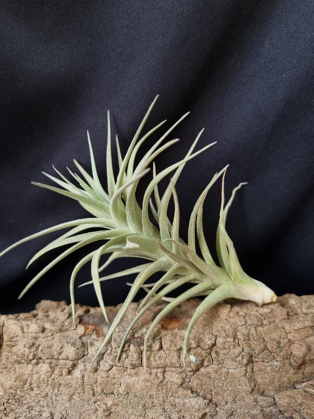 Tillandsia bergeri
