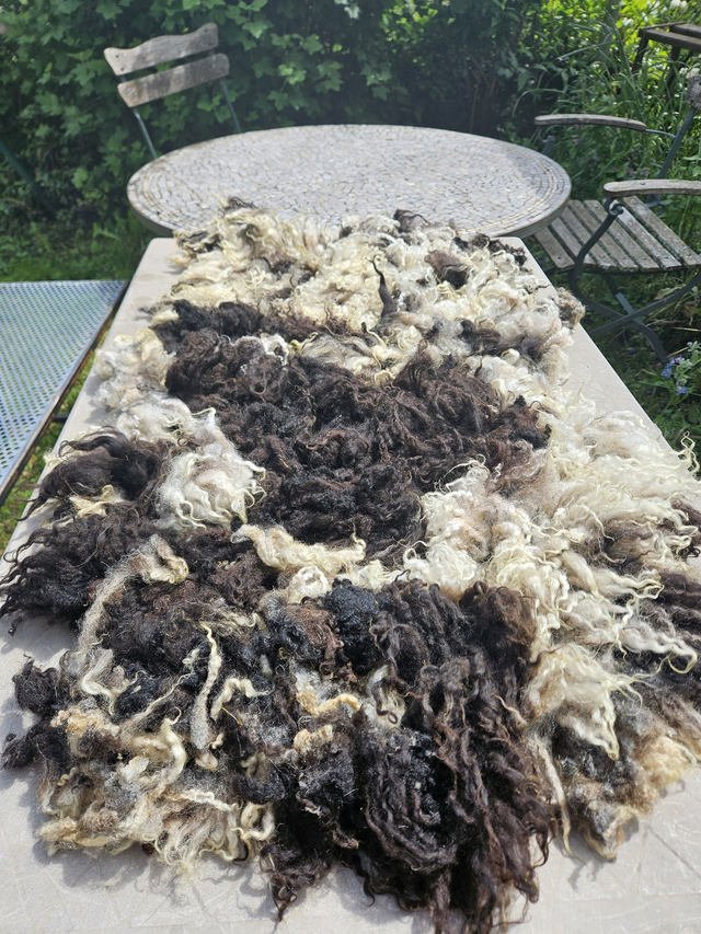 Toison brute "bigaillée"