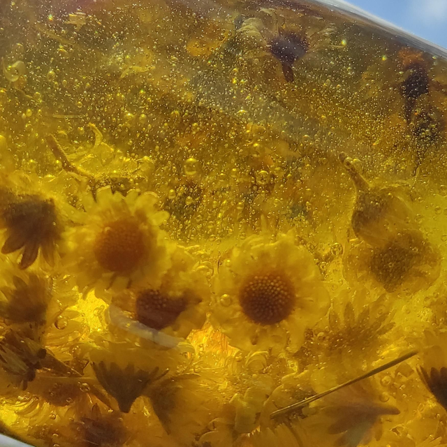 Gänseblümchen Öl nach Jacob Lorber 