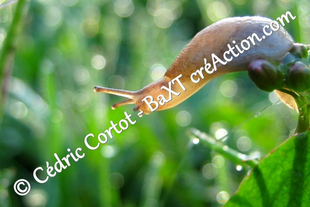 Impression sur alu dibond - Le petit monde du Vivant (ref 2723)