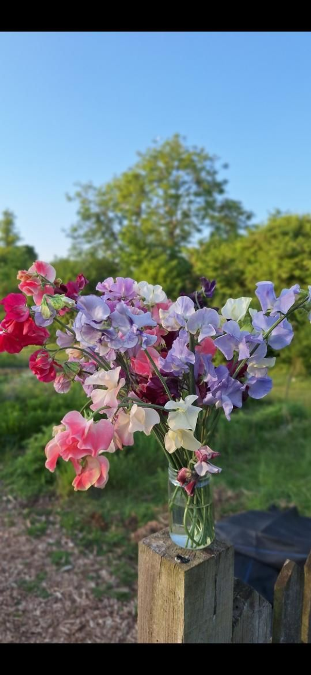 PLUG Sweet Pea 'Field Blend'