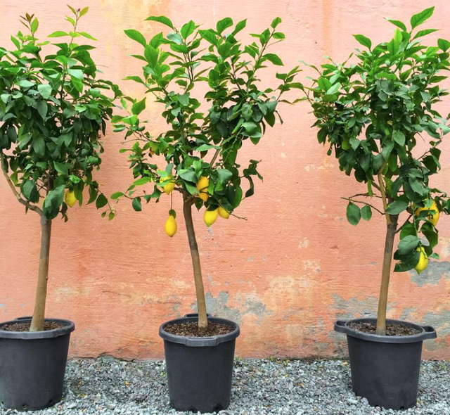 Plante - le Citronnier