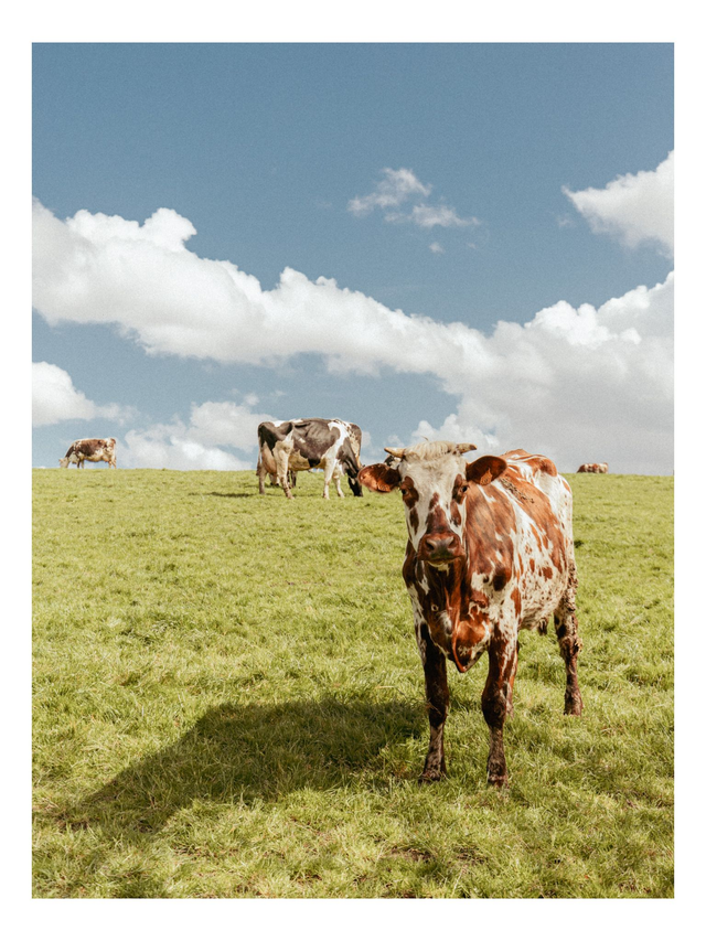 Vaches en Normandie