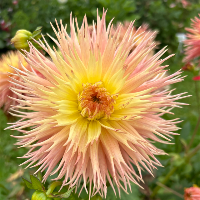 Normandie Frills 217