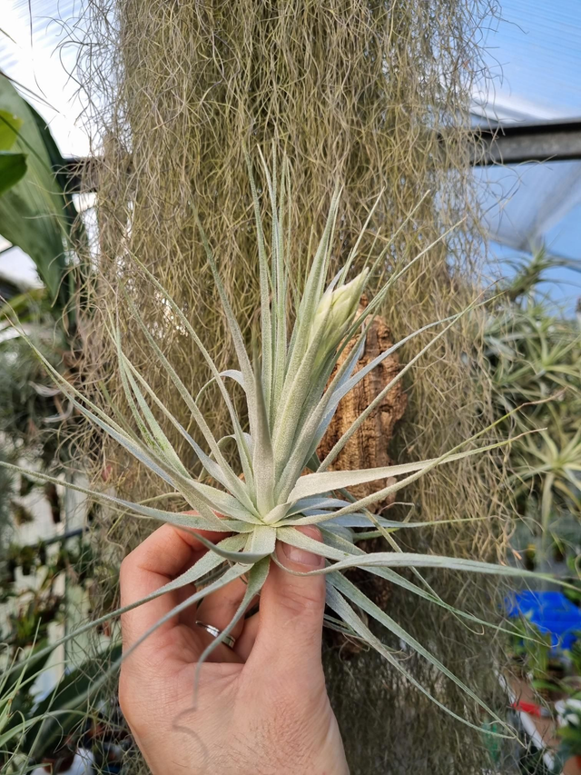 Tillandsia gardneri