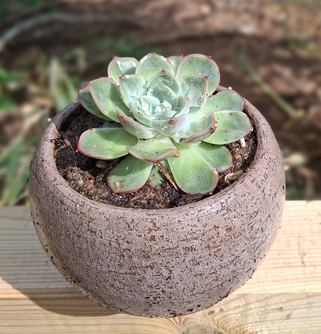 D46 . Echeveria pulidonis in "Ciotola Rodi"