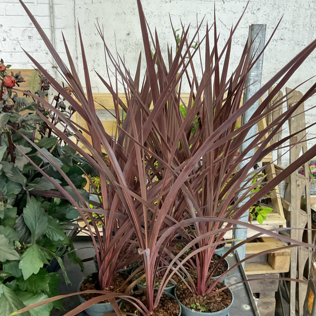 Cordyline red star 