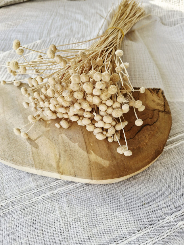 Vide atelier - Amarellino séché naturel